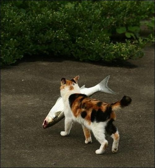 Коты и Кошки