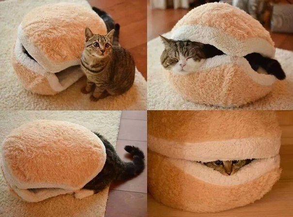 Коты и Кошки