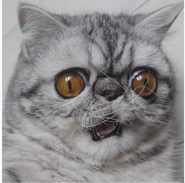 Коты и Кошки