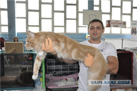 Кот - качок
