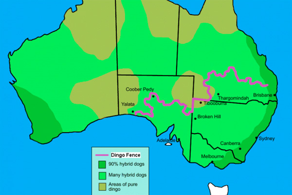 Динго: Унижение природы Австралии
