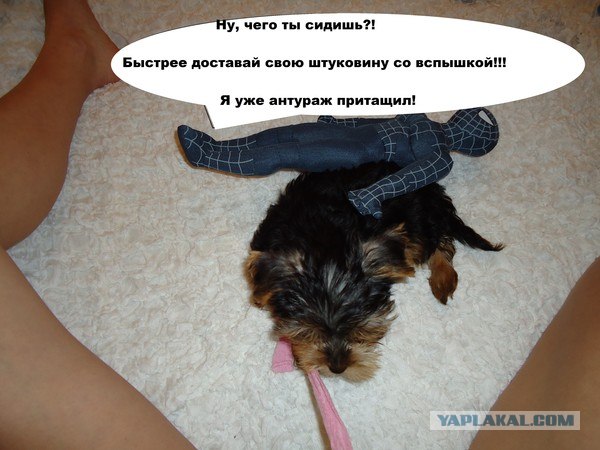 Собакопонедельник!