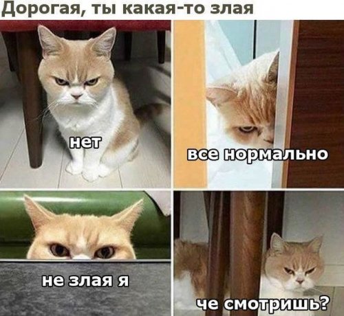 Пандемия съехавших крыш - разновидности болезни. Россия и мир. Часть 37