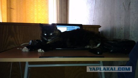 Котейка ушла на облака.