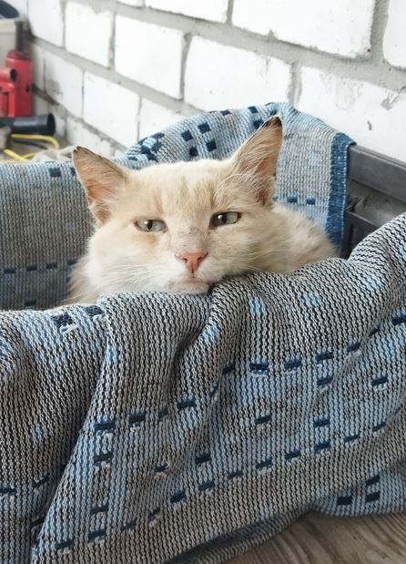 Сегодня отмечается День рыжего кота