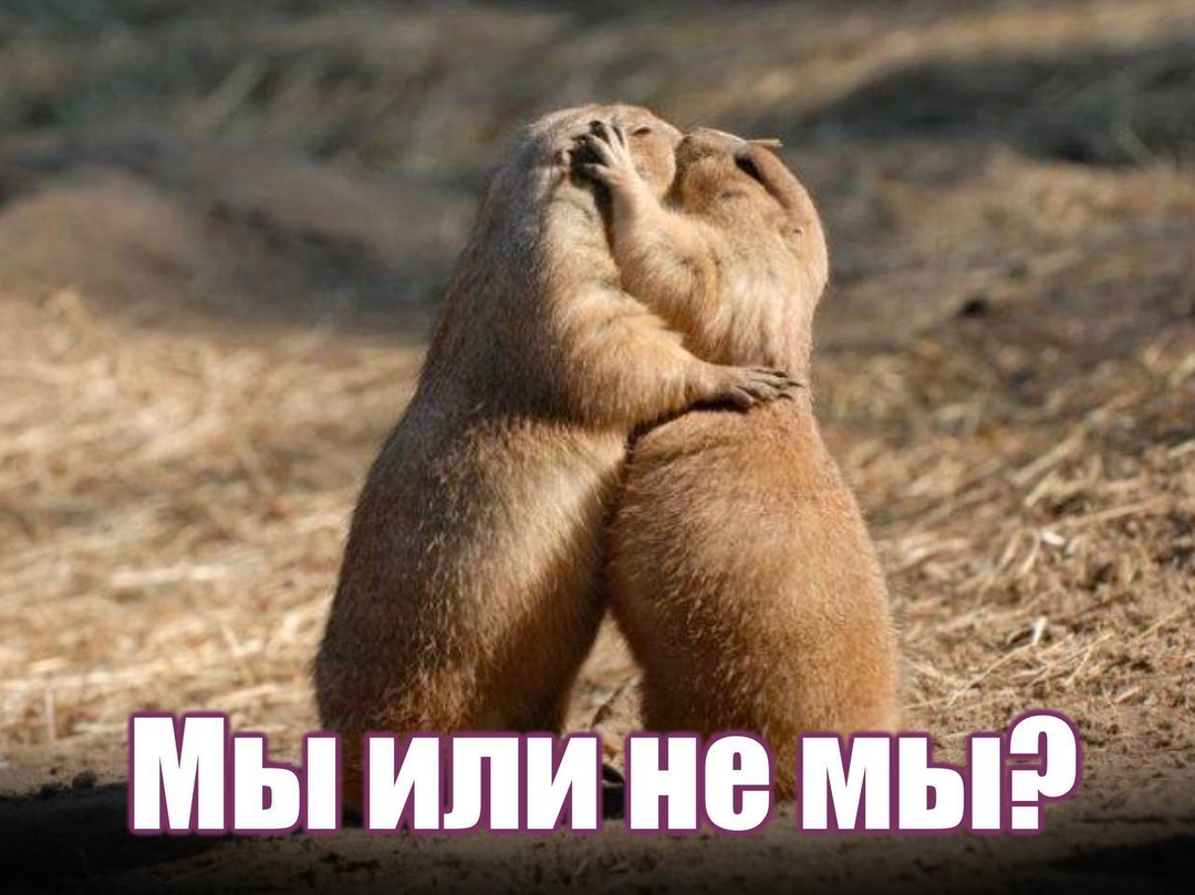 Развратные суслики?