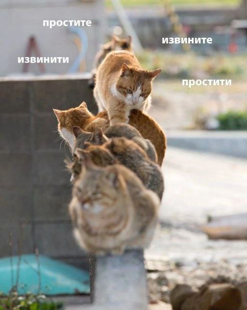 К котовторнику: подборка картинок-баянов с котиками и про котиков. Выпуск 8