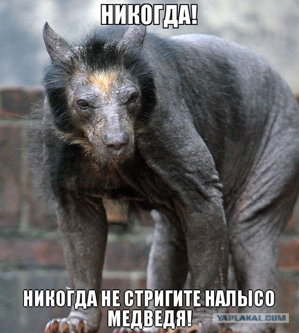 Противно-мимимишности псто