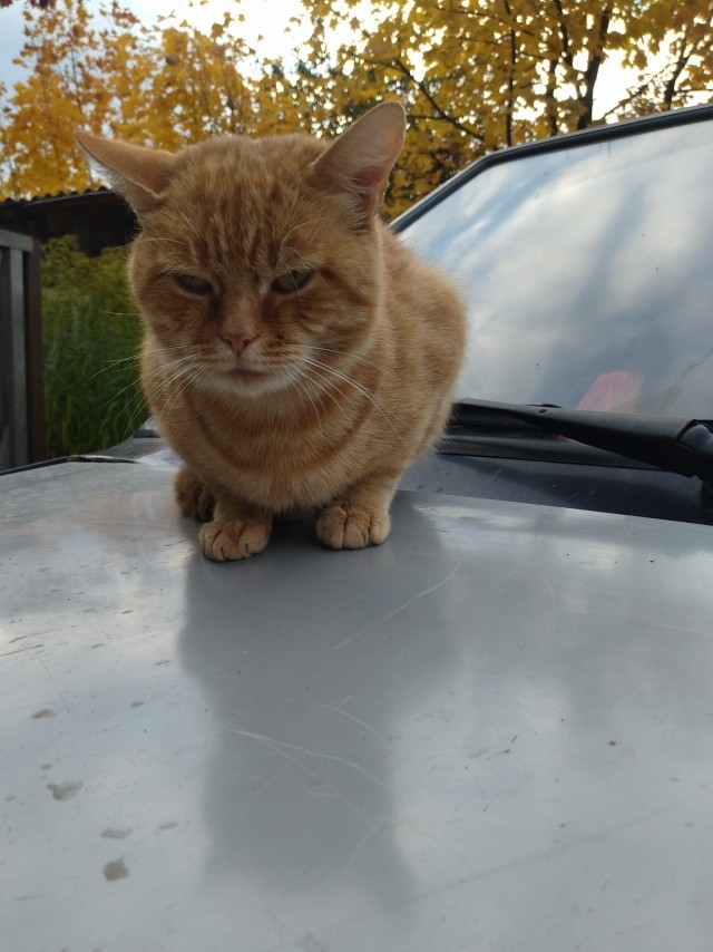 Кот пропал