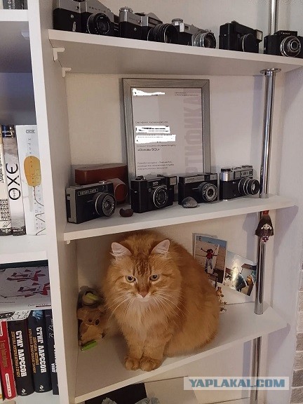Продолжаем котовторник