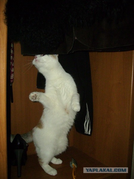Котовторник 8.10.2013