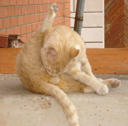 Вещи, которые вы не можете делать, если вы не кот