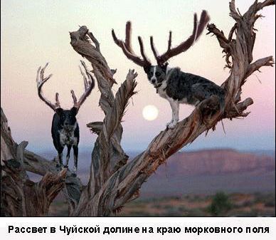 Зеленое проклятье Чуйской долины