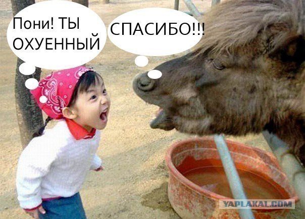Смешные комментарии 23.02.2016