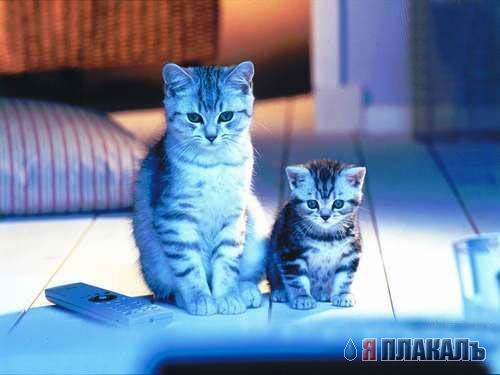 Коты, кошки, котята