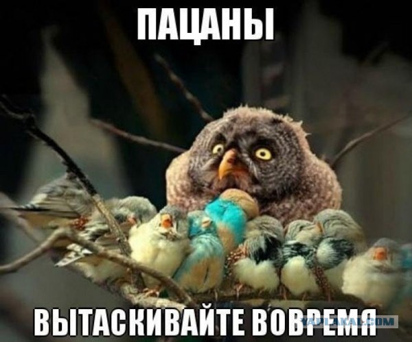 Весёлые картинки