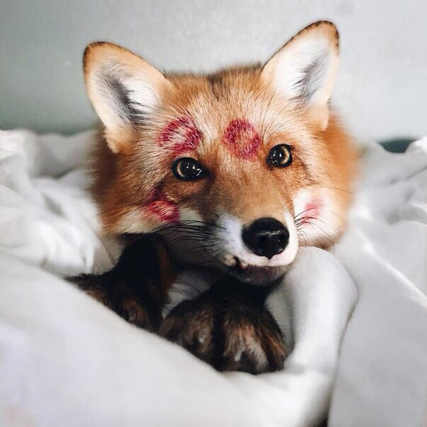 Прикольные животные