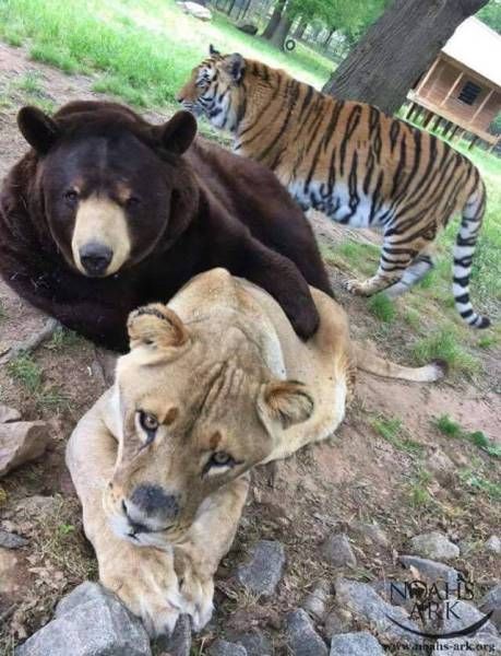 Ага, снова эти картинки и гифки