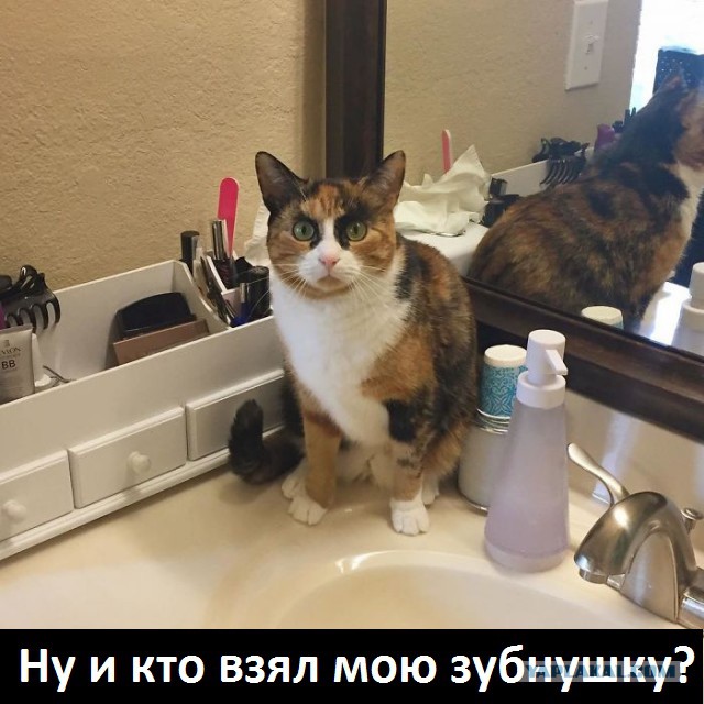 Знакомьтесь, бровастая кошка по кличке Лилли