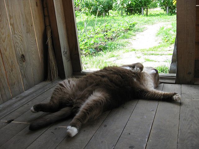 24 кота, которые подняли дерзость на новый уровень