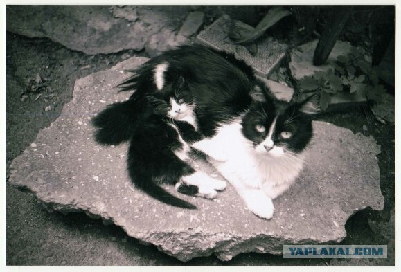 Котовторник  на  ЯПлакалъ