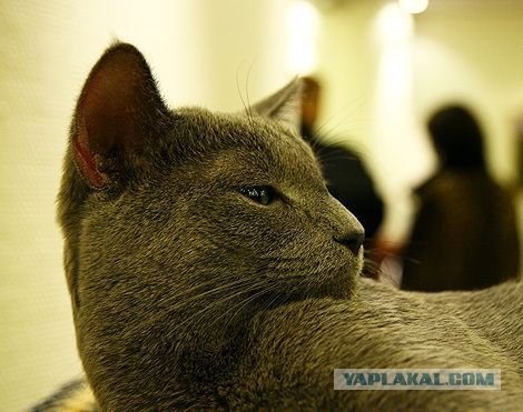 Котовторник с корниш-рексами (12 фот)