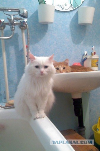 Котовторник (13.01)