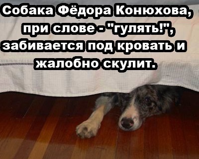 Картинки юморные и тексты 10.10
