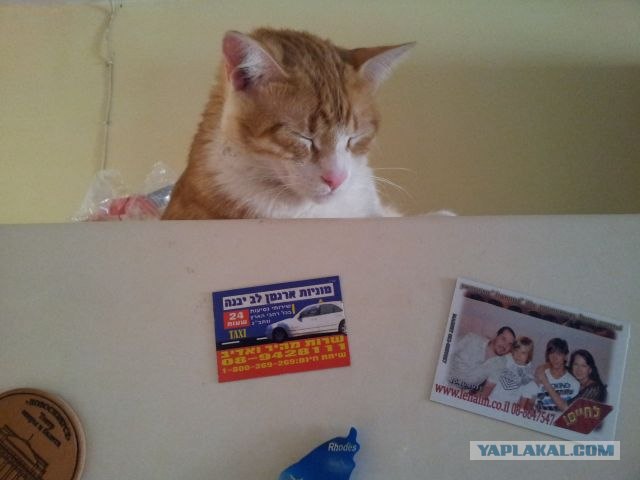 Котовторник (10.01.2012)