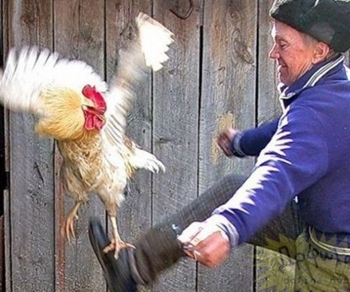 "Шо - опять?!" (с) Песков рассказал, что Путин сегодня после 15:00 выступит с обращением на совещании с регионами по вирусу