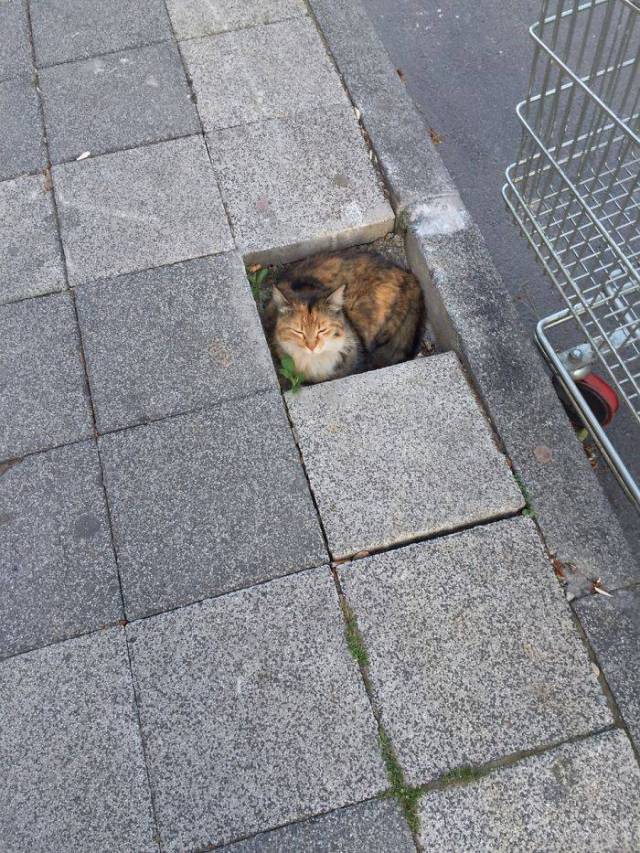 Котовторник. Тара - наше всё!