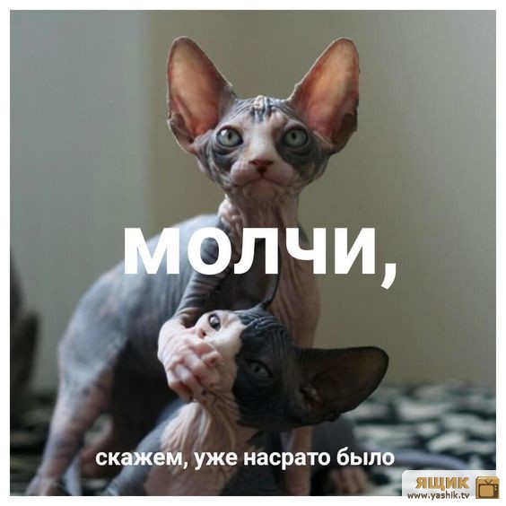 Весёлый полтишок 17.03