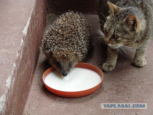 Вместо щётки - ёжик