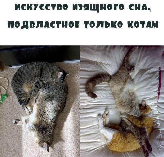 К котовторнику: подборка картинок-баянов с котиками и про котиков. Выпуск 3.