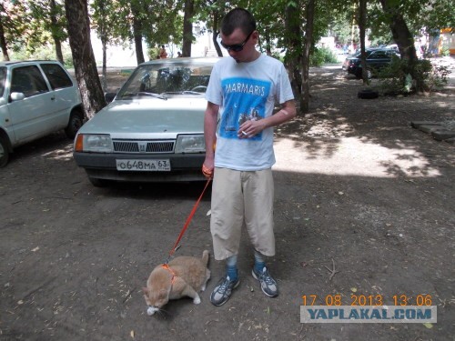 Котовторник 8.10.2013