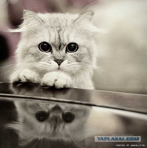 Кот из Шрека найден...