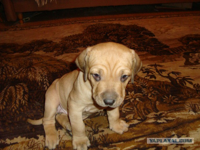 Как мы собаку внезапно завели