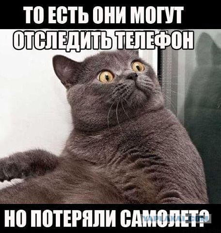 Котэ в шоке!