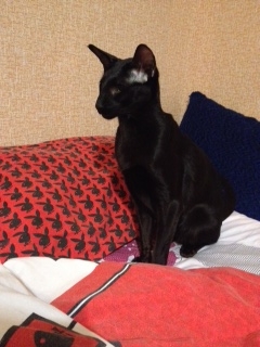 Котовторник 12.08.2014