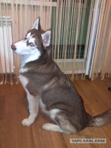Собакочетверг (11 09 2014)