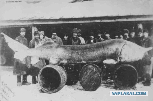 40 удивительных исторических фотографий