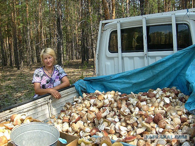 Про грибы пост