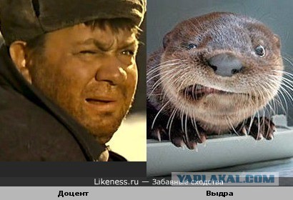 Знаменитости и их  двойники из мира животных