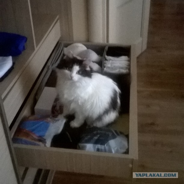 Выборка фотогеничных котэнов