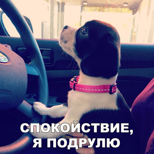 Мохнатые беспредельщики