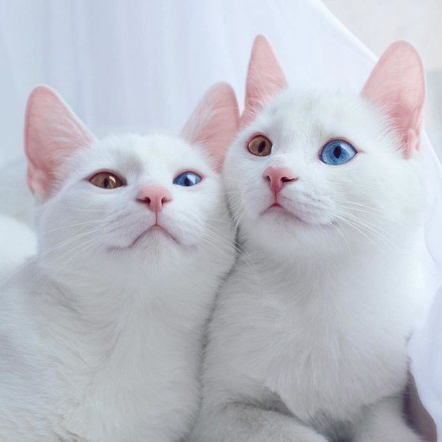 Коты из сети