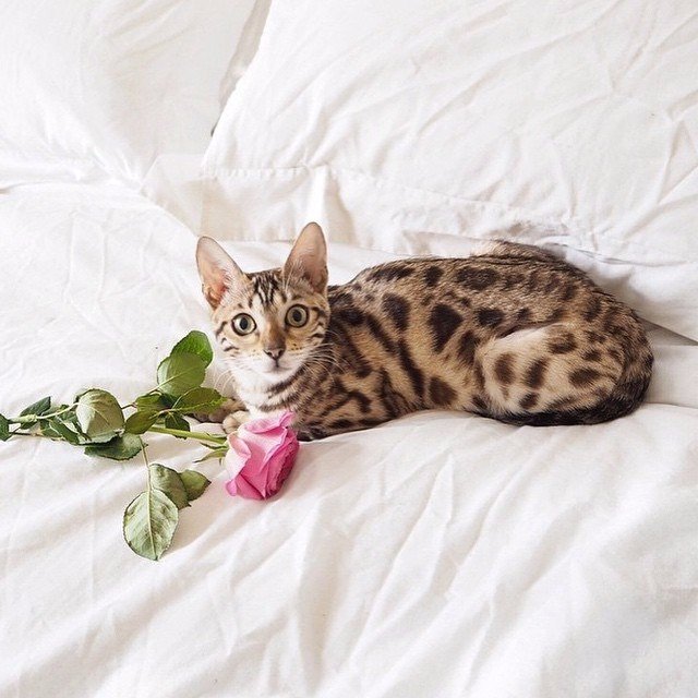 Коты из сети