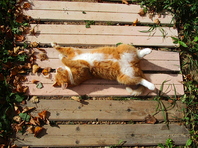 Котовторник  19.12.2017