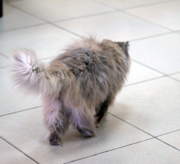 Котовторник 9.01.2018