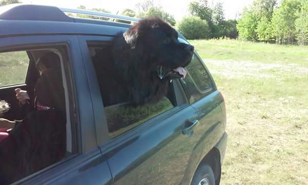 Ньюфаундленд - идеальная собака для семьи